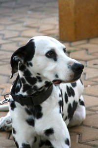 Animales en las comunidades de propietarios
