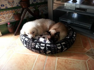 Mascotas en las comunidades de propietarios